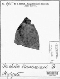 Trochila laurocerasi image